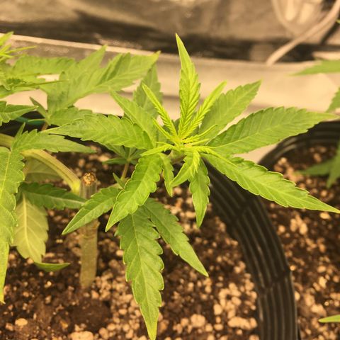 Super Lemon Haze #2 growlog timeline photo
