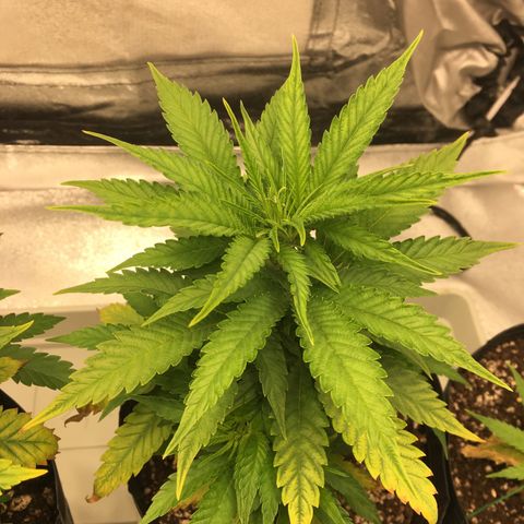 Super Lemon Haze #2 growlog timeline photo