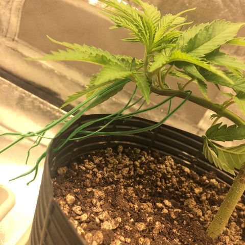 Super Lemon Haze #2 growlog timeline photo