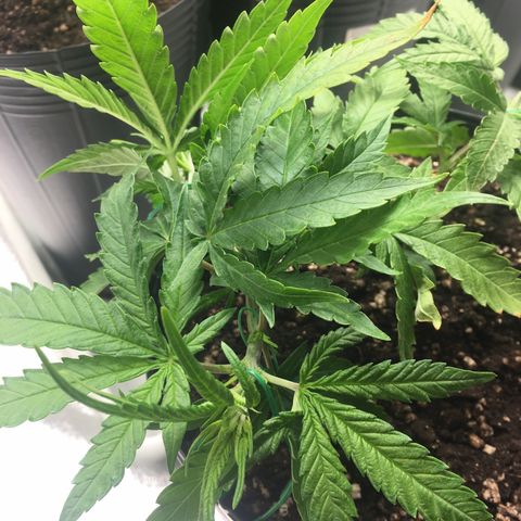 Super Lemon Haze #2 growlog timeline photo