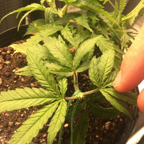 Super Lemon Haze #2 growlog timeline photo