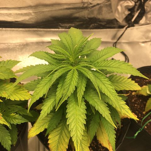 Super Lemon Haze #2 growlog timeline photo
