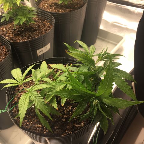 Super Lemon Haze #2 growlog timeline photo