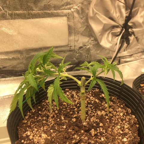 Super Lemon Haze #2 growlog timeline photo