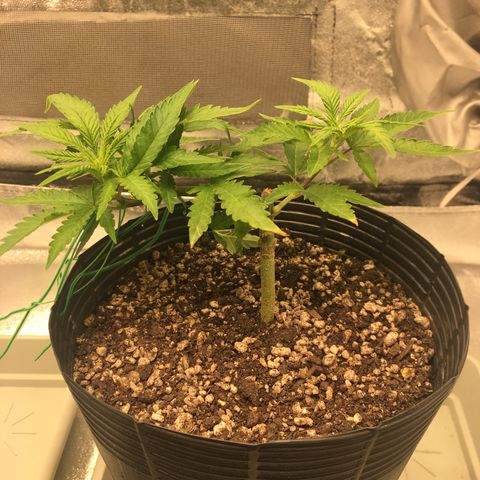 Super Lemon Haze #2 growlog timeline photo