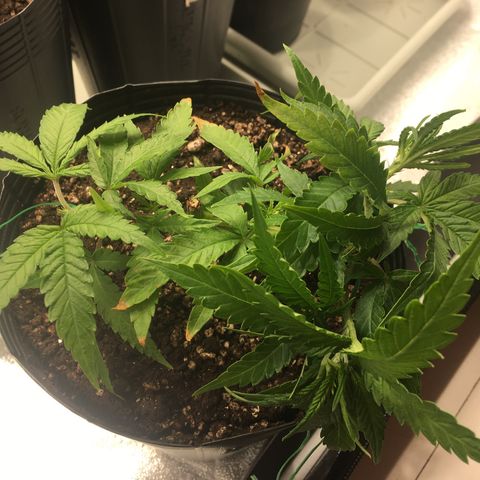 Super Lemon Haze #2 growlog timeline photo