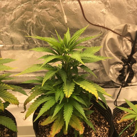 Super Lemon Haze #2 growlog timeline photo