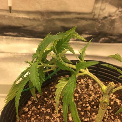 Super Lemon Haze #2 growlog timeline photo