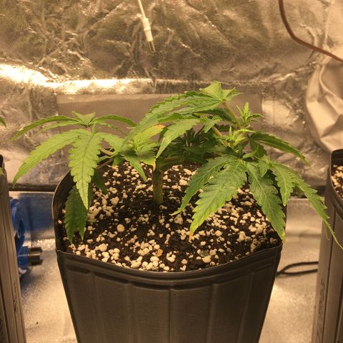 Super Lemon Haze #2 growlog timeline photo