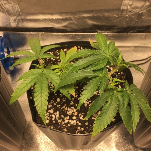 Super Lemon Haze #2 growlog timeline photo
