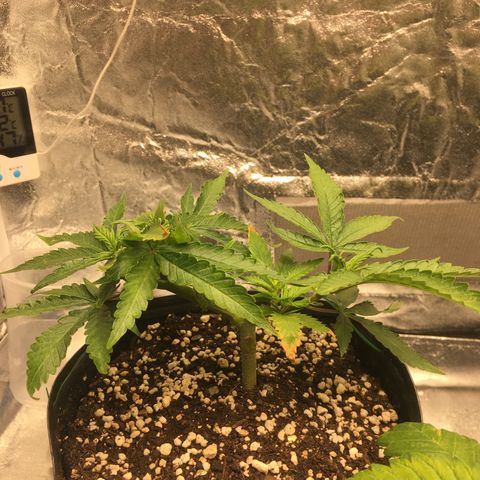 Super Lemon Haze #2 growlog timeline photo
