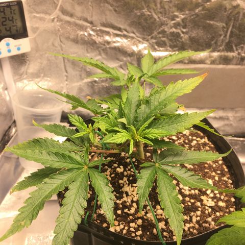 Super Lemon Haze #2 growlog timeline photo