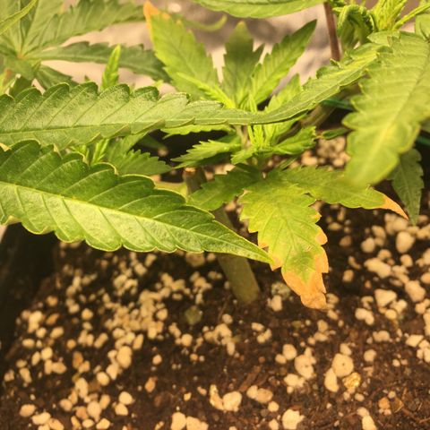 Super Lemon Haze #2 growlog timeline photo