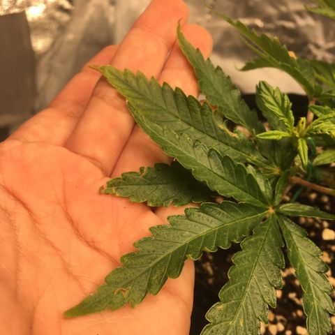 Super Lemon Haze #2 growlog timeline photo