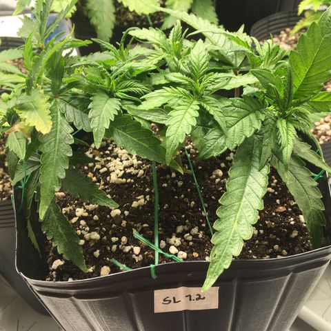 Super Lemon Haze #2 growlog timeline photo