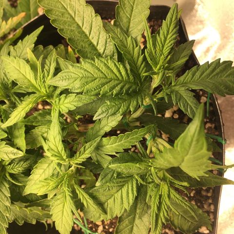 Super Lemon Haze #2 growlog timeline photo