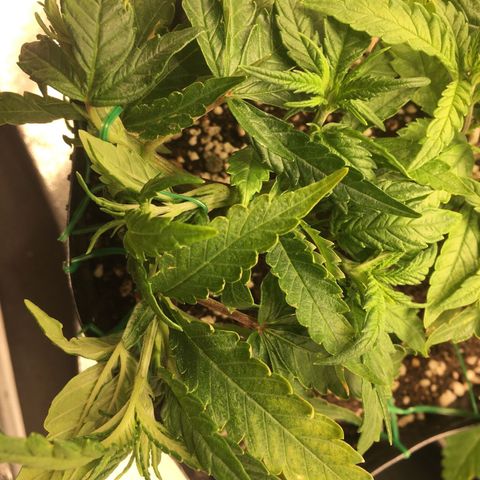 Super Lemon Haze #2 growlog timeline photo