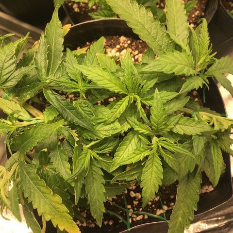 Super Lemon Haze #2 growlog timeline photo