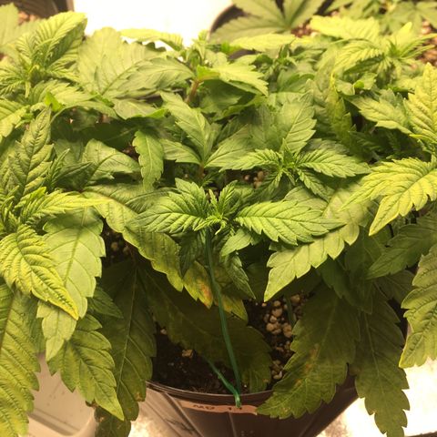 Super Lemon Haze #2 growlog timeline photo