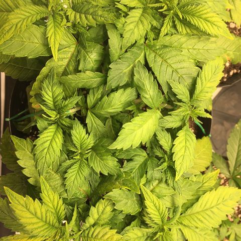 Super Lemon Haze #2 growlog timeline photo