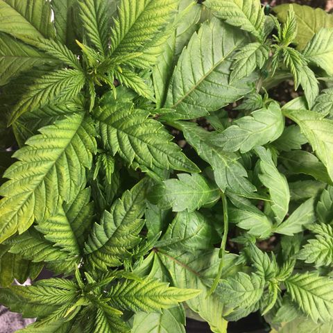 Super Lemon Haze #2 growlog timeline photo