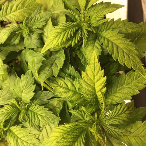 Super Lemon Haze #2 growlog timeline photo