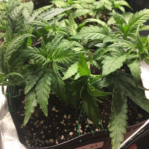 Super Lemon Haze #2 growlog timeline photo