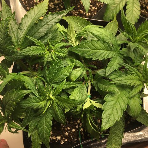 Super Lemon Haze #2 growlog timeline photo