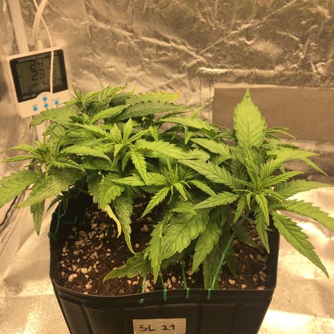 Super Lemon Haze #2 growlog timeline photo
