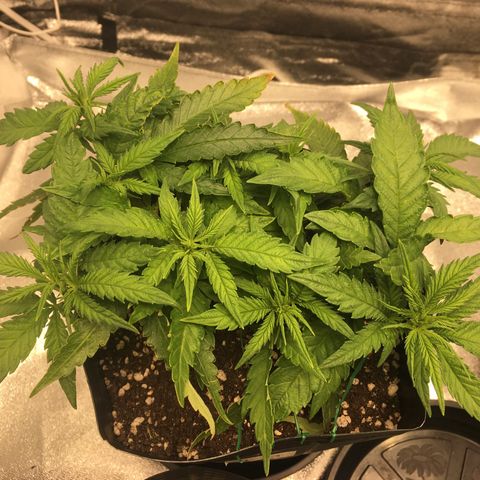 Super Lemon Haze #2 growlog timeline photo