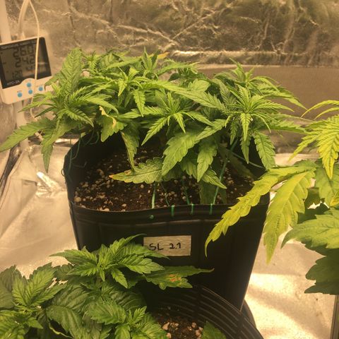 Super Lemon Haze #2 growlog timeline photo