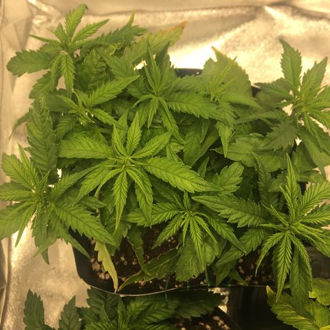 Super Lemon Haze #2 growlog timeline photo