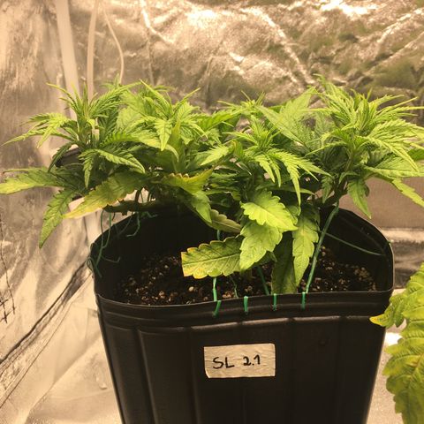 Super Lemon Haze #2 growlog timeline photo