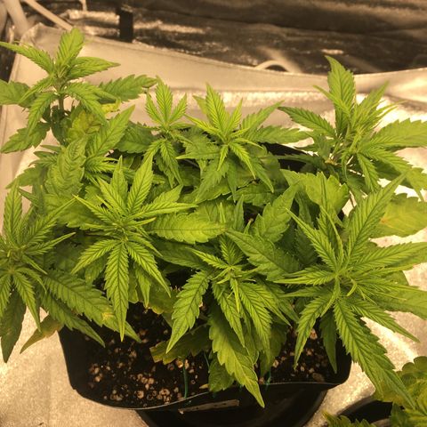 Super Lemon Haze #2 growlog timeline photo