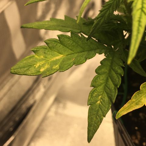 Super Lemon Haze #2 growlog timeline photo