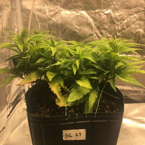 Super Lemon Haze #2 growlog timeline photo