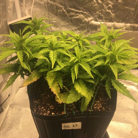 Super Lemon Haze #2 growlog timeline photo
