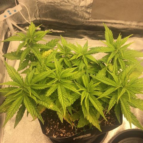 Super Lemon Haze #2 growlog timeline photo