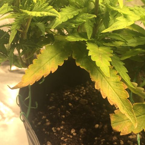 Super Lemon Haze #2 growlog timeline photo