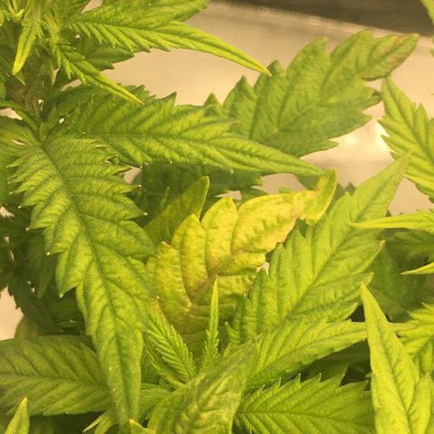 Super Lemon Haze #2 growlog timeline photo