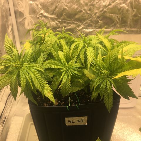 Super Lemon Haze #2 growlog timeline photo
