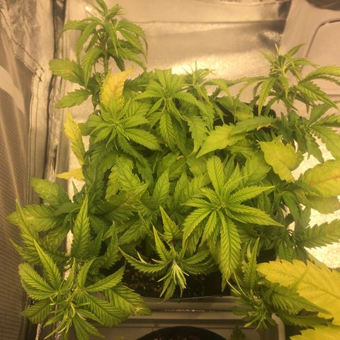 Super Lemon Haze #2 growlog timeline photo