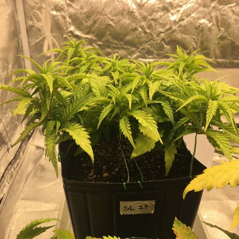 Super Lemon Haze #2 growlog timeline photo