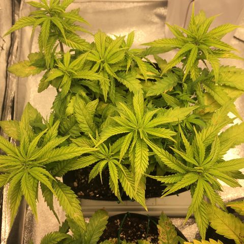 Super Lemon Haze #2 growlog timeline photo