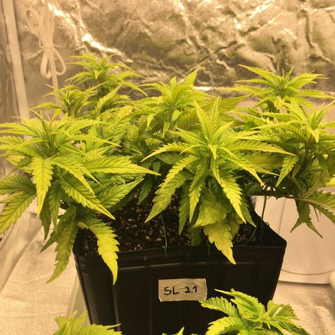Super Lemon Haze #2 growlog timeline photo