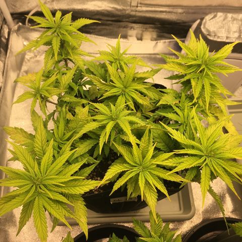 Super Lemon Haze #2 growlog timeline photo