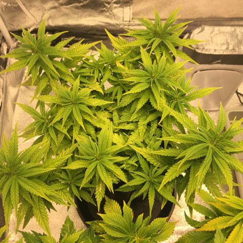 Super Lemon Haze #2 growlog timeline photo