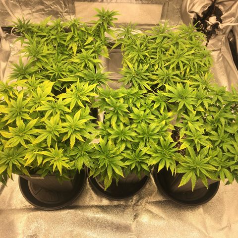 Super Lemon Haze #2 growlog timeline photo