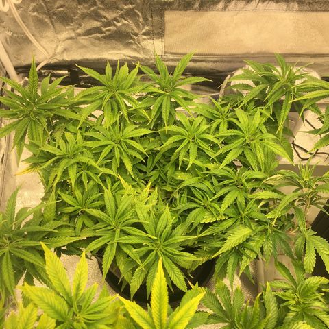 Super Lemon Haze #2 growlog timeline photo