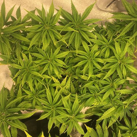 Super Lemon Haze #2 growlog timeline photo